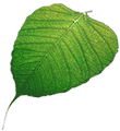 bodhi leaf